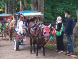 Keunikan Delman Betawi di Setu Babakan: Tradisi yang Menunggu Sentuhan Pemerintah
